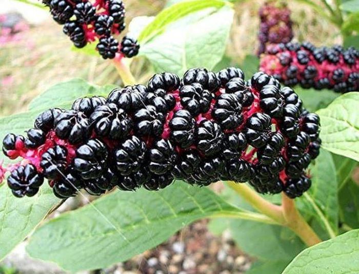 Loại củ đội lốt nhân sâm, ăn vào là hôn mê, 90% người không biết-1