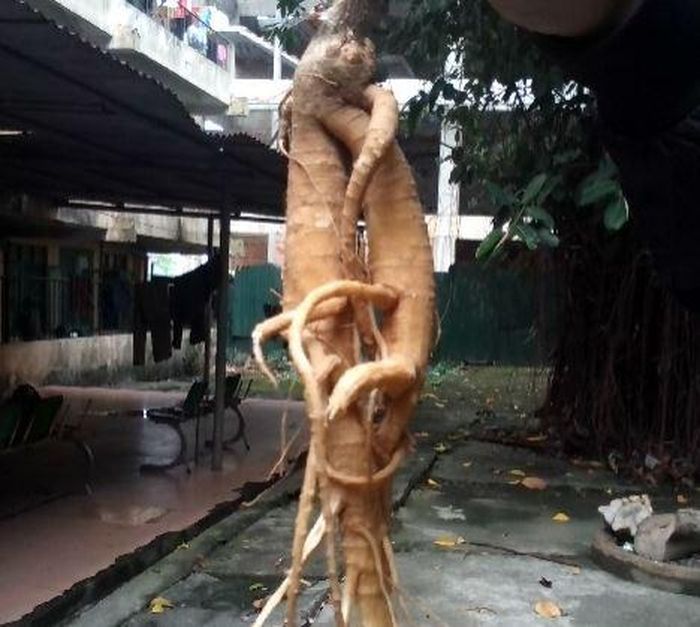 Loại củ đội lốt nhân sâm, ăn vào là hôn mê, 90% người không biết-2