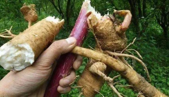 Loại củ đội lốt nhân sâm, ăn vào là hôn mê, 90% người không biết-3