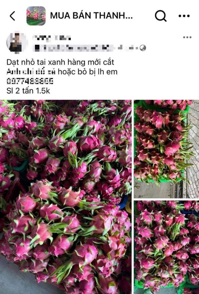 Thanh long nghịch vụ rớt giá sốc, còn 2.000 đồng/kg-1