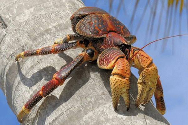 Loại cây kẻ thù nhà nông trước cho không ai lấy nay lên tầm đặc sản giá 350.000 đồng/kg-6