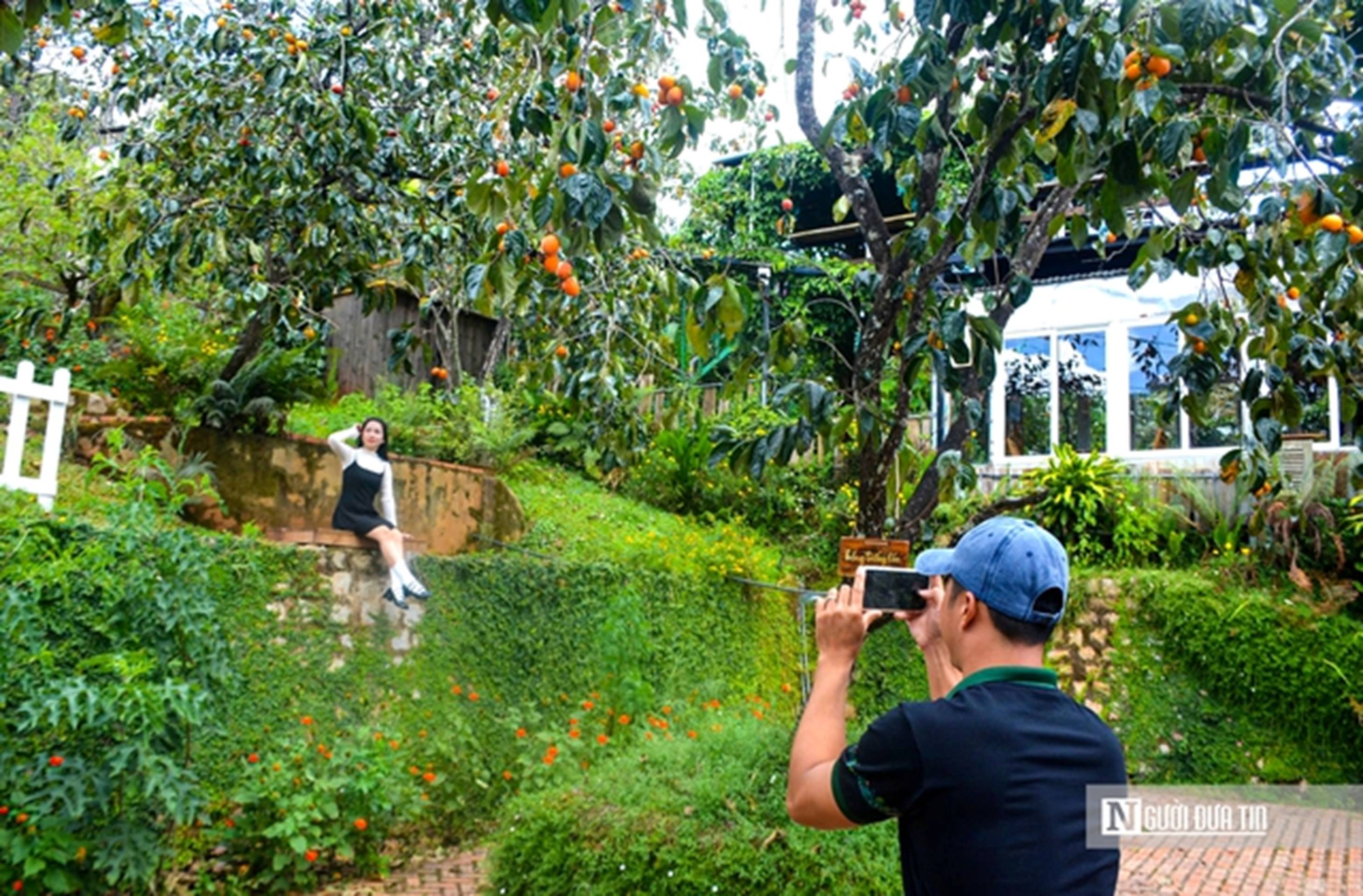 Rực rỡ mùa hồng trên cao nguyên-4