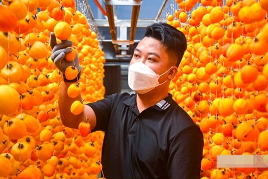 Rực rỡ mùa hồng trên cao nguyên