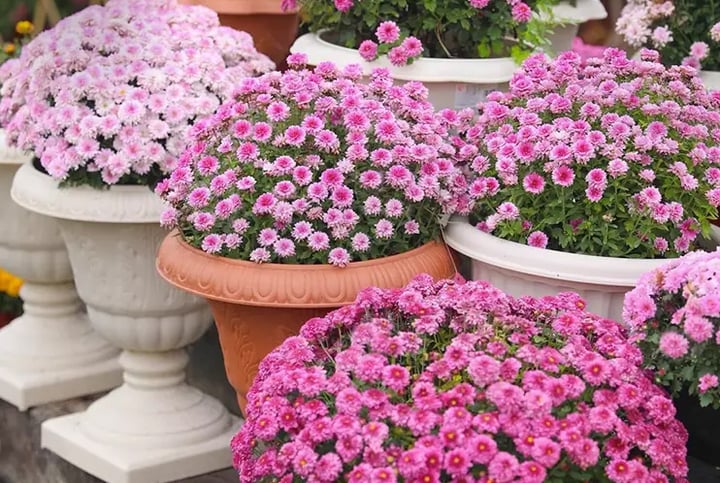 Cách trồng cúc mâm xôi chi chít nụ, hoa nở thành vòm rực rỡ-3