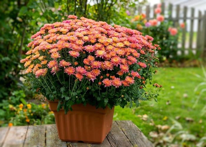 Cách trồng cúc mâm xôi chi chít nụ, hoa nở thành vòm rực rỡ-4