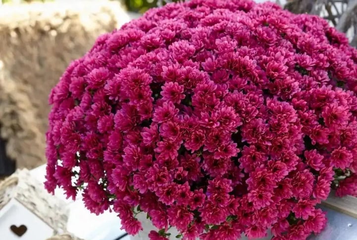 Cách trồng cúc mâm xôi chi chít nụ, hoa nở thành vòm rực rỡ-2