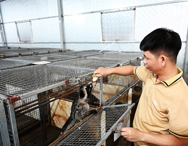 Anh nông dân lãi 500 triệu đồng nhờ bẻ lái nuôi con hiền như cục đất mê ăn chuối-2