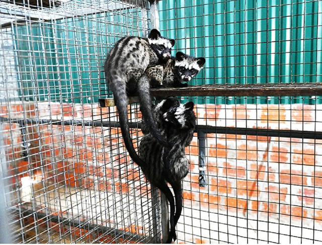 Anh nông dân lãi 500 triệu đồng nhờ bẻ lái nuôi con hiền như cục đất mê ăn chuối-3