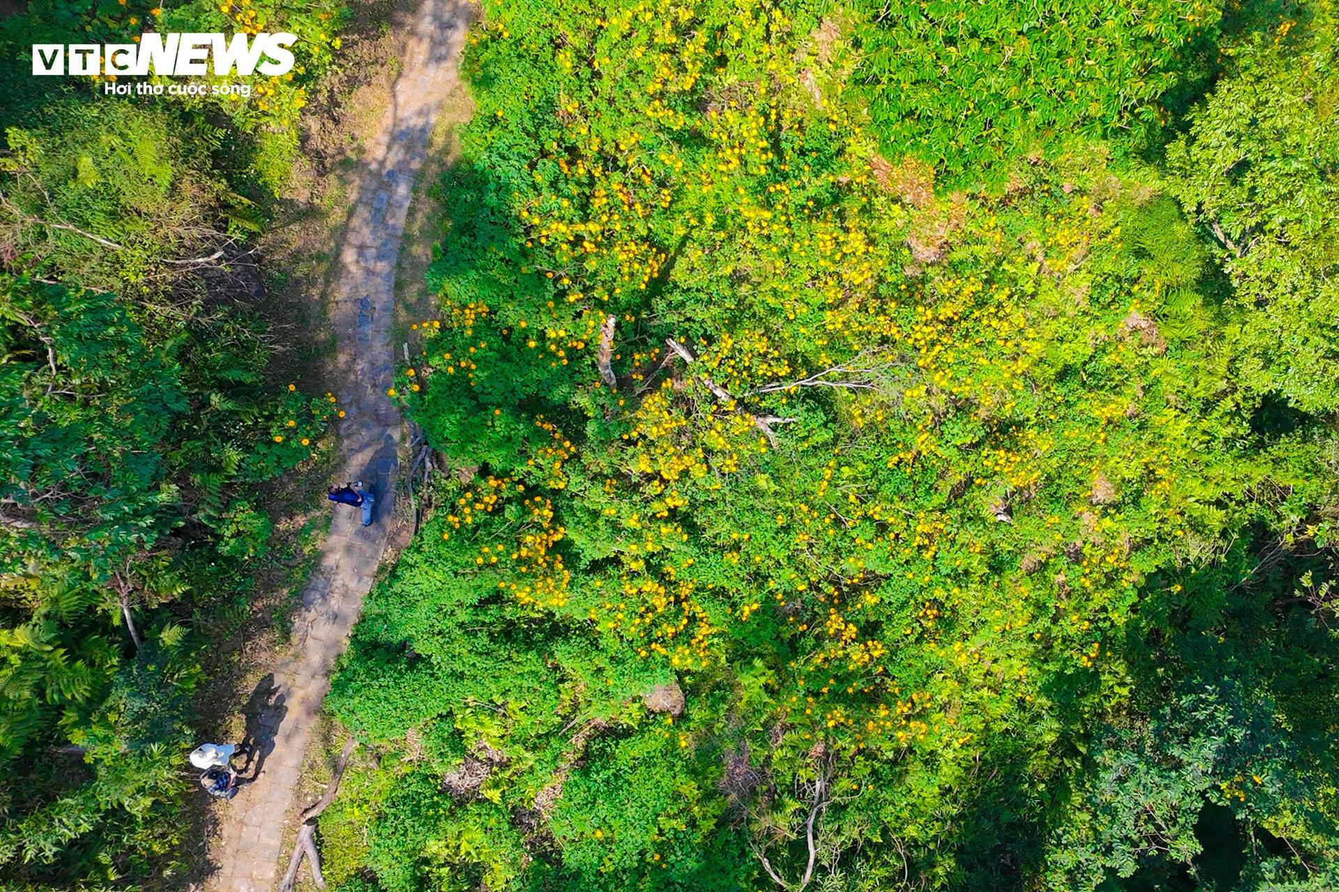 Giới trẻ mê mẩn check-in thiên đường hoa dã quỳ ở ngoại thành Hà Nội-1