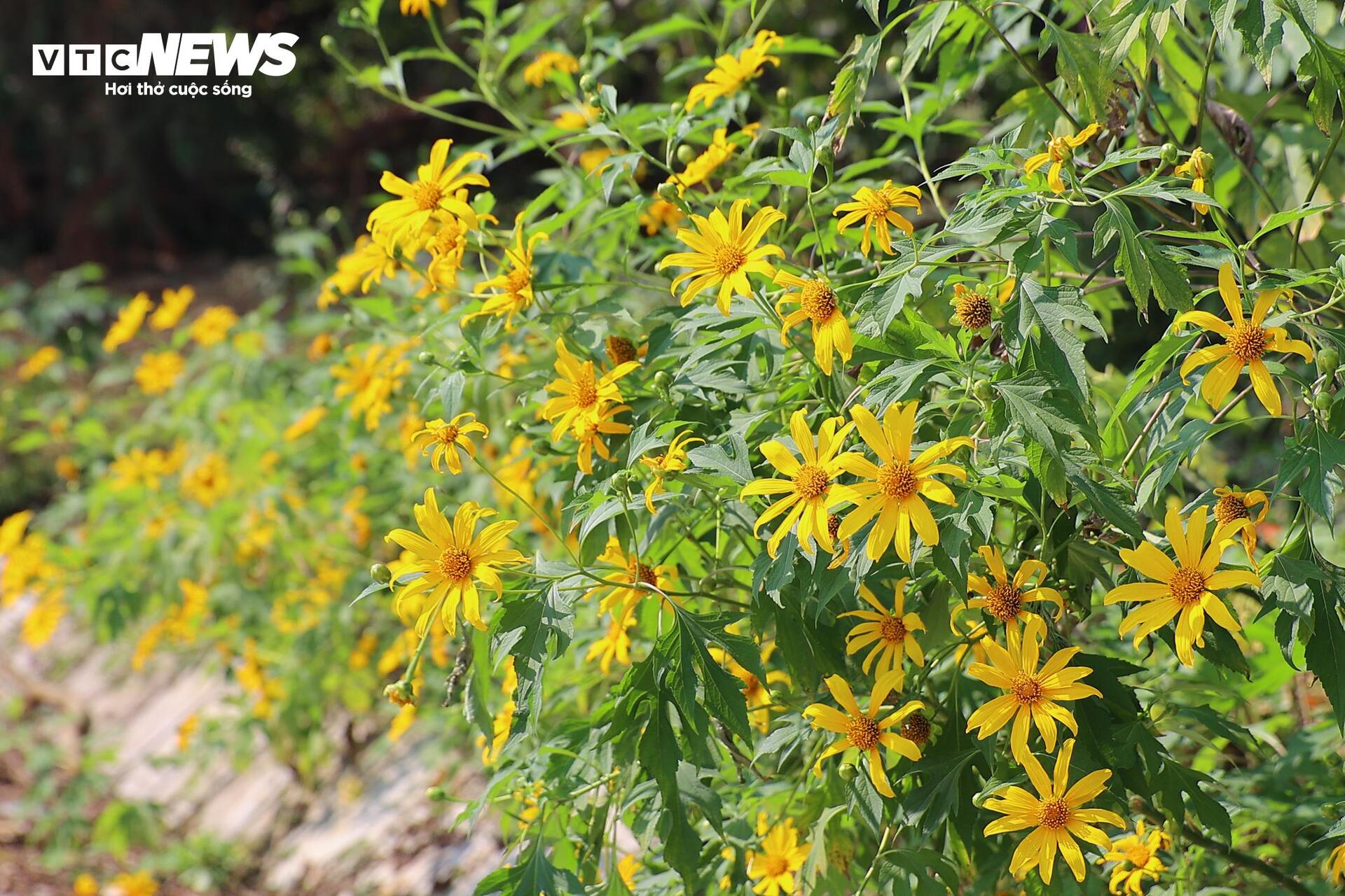 Giới trẻ mê mẩn check-in thiên đường hoa dã quỳ ở ngoại thành Hà Nội-4