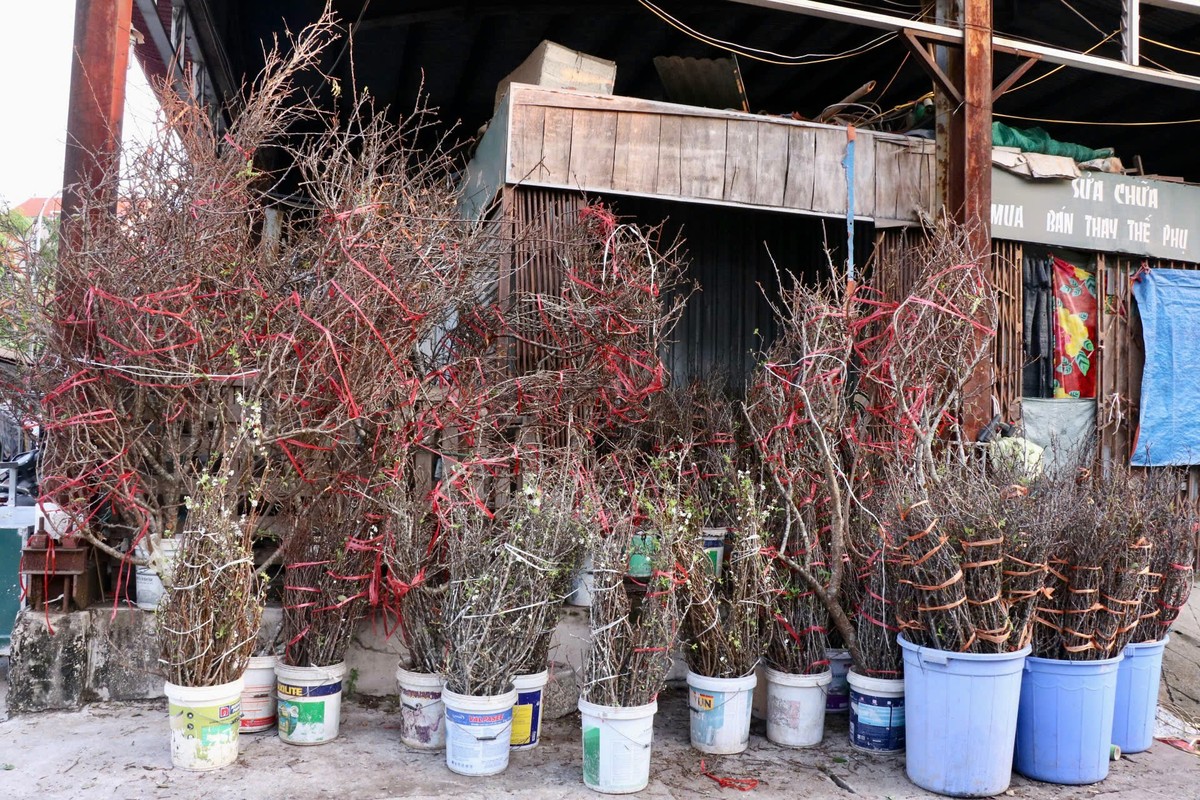 Mận cành Tây Bắc về Hà Nội sớm, 150.000 đồng/bó-1