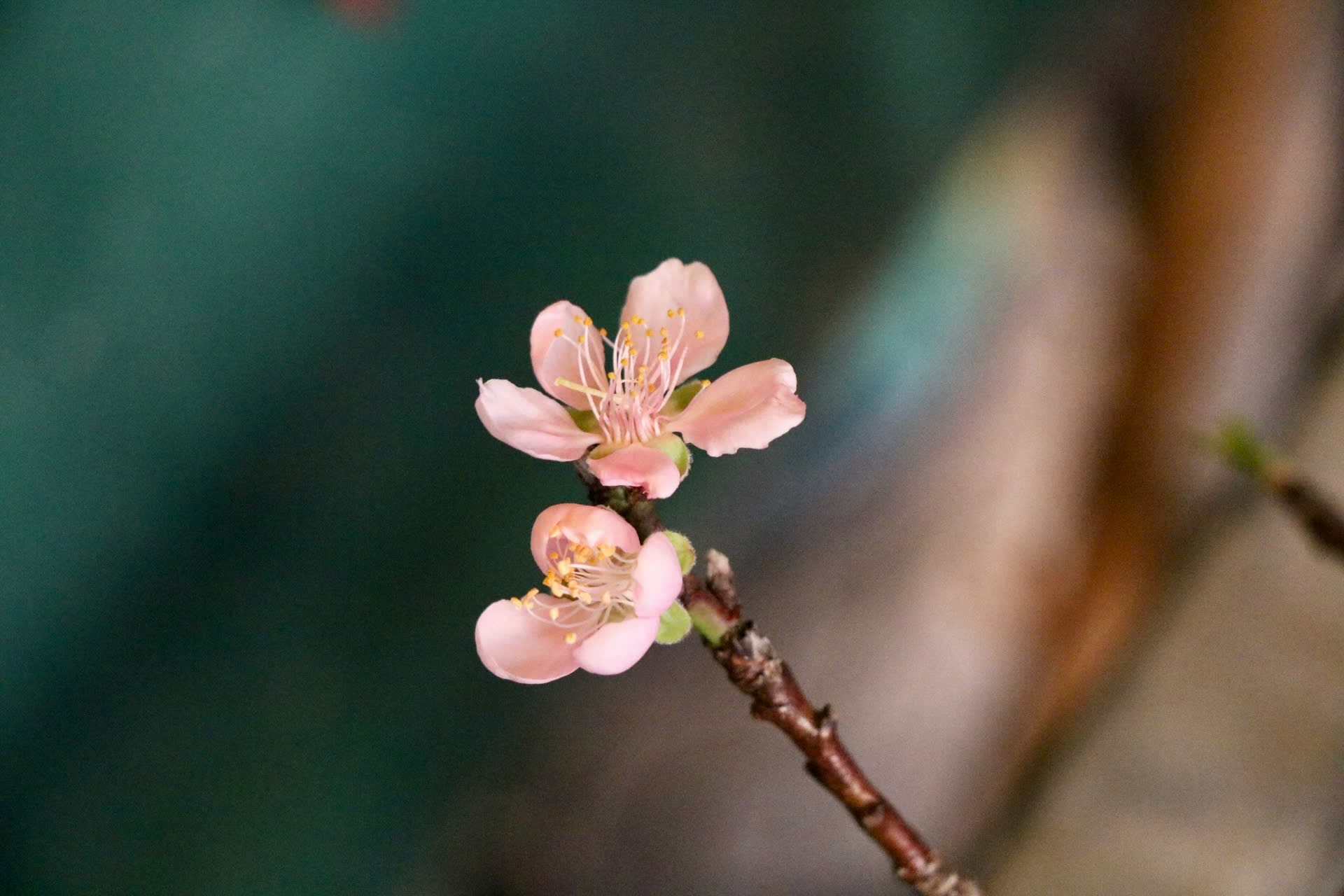 Mận cành Tây Bắc về Hà Nội sớm, 150.000 đồng/bó-10