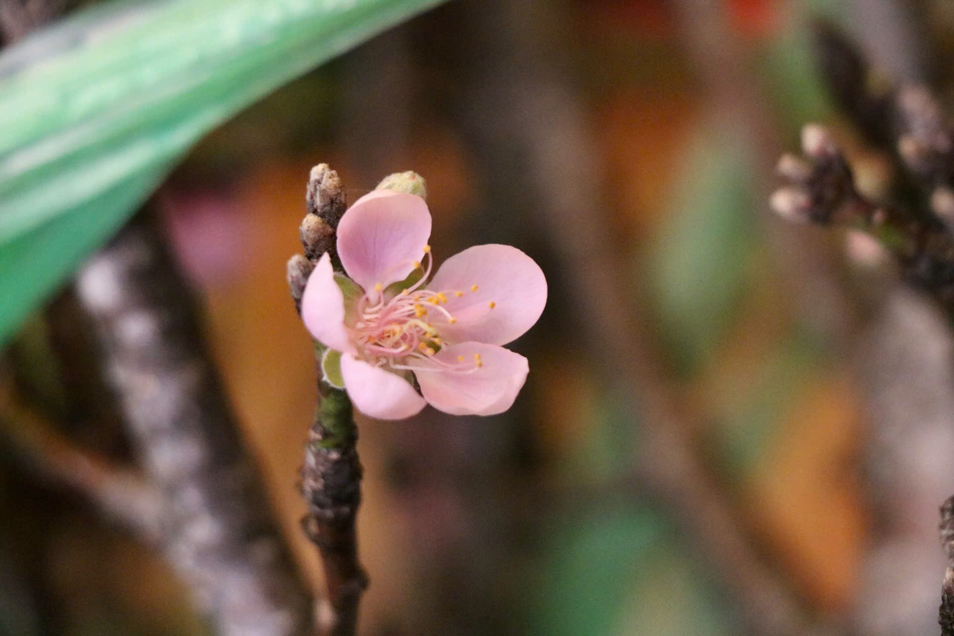 Mận cành Tây Bắc về Hà Nội sớm, 150.000 đồng/bó-11