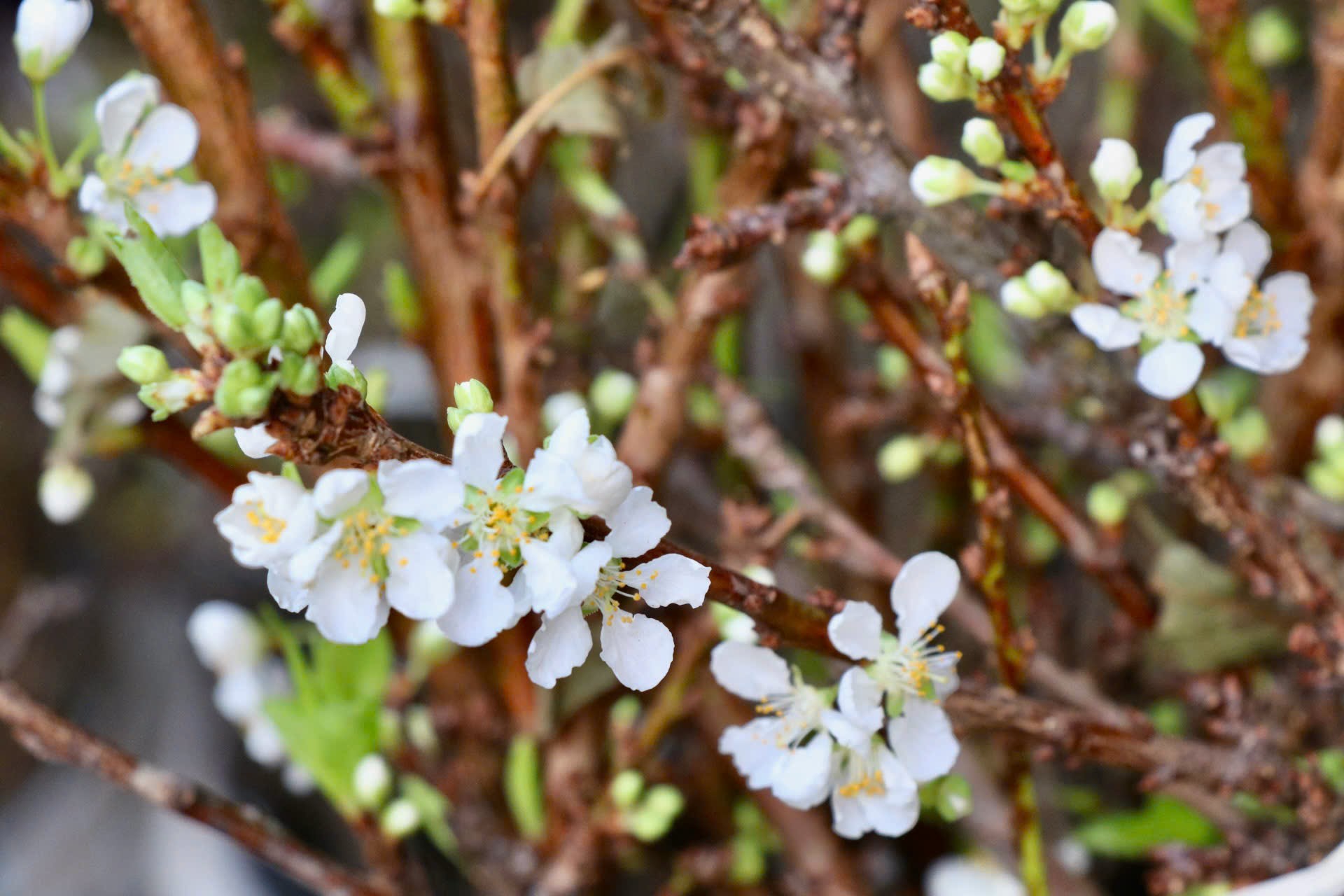 Mận cành Tây Bắc về Hà Nội sớm, 150.000 đồng/bó-3