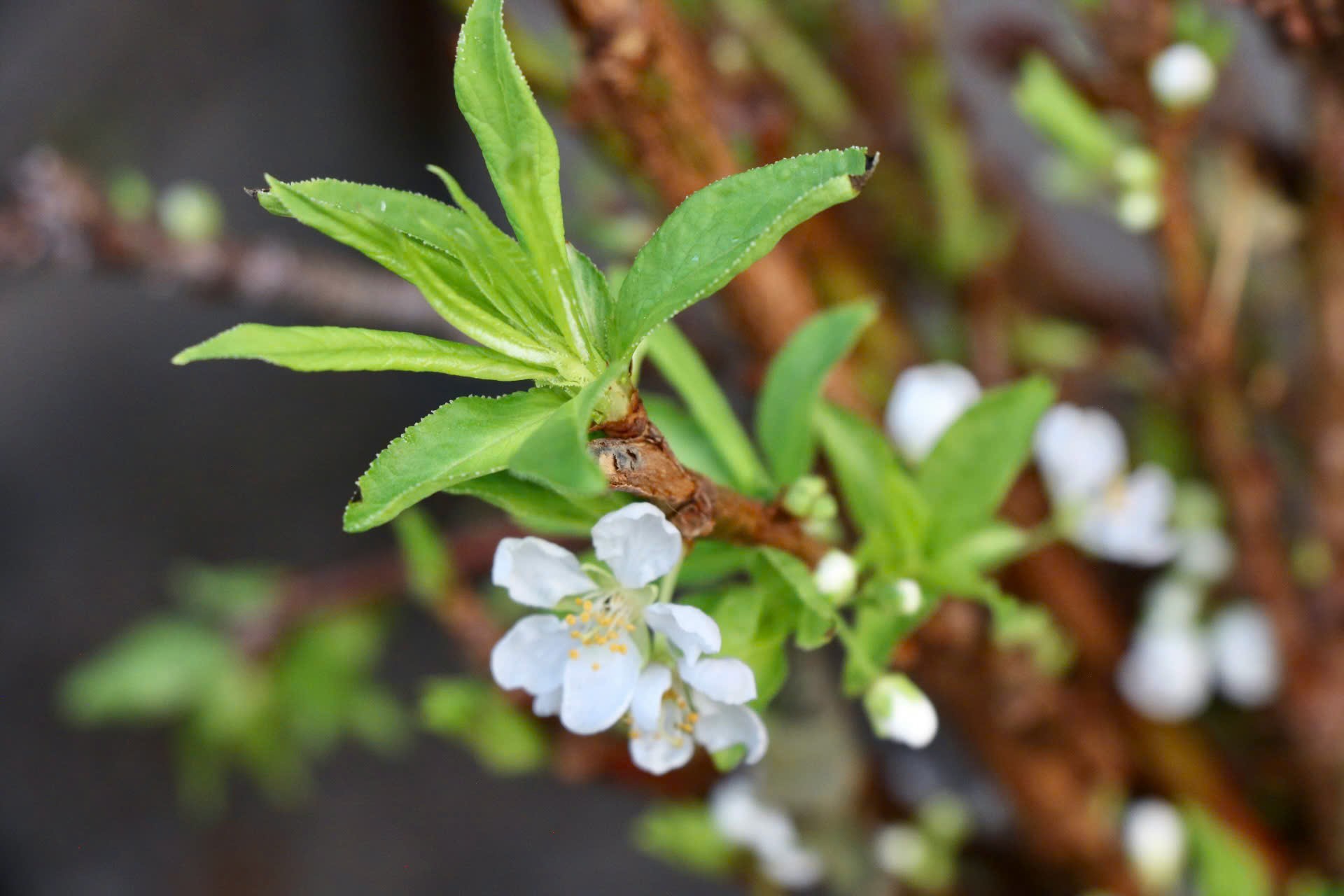 Mận cành Tây Bắc về Hà Nội sớm, 150.000 đồng/bó-5