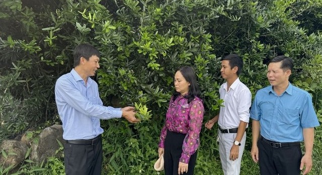 Anh nông dân kiếm 5 tỷ đồng nhờ bẻ lái trồng thứ cây độc lạ quý như vàng-1