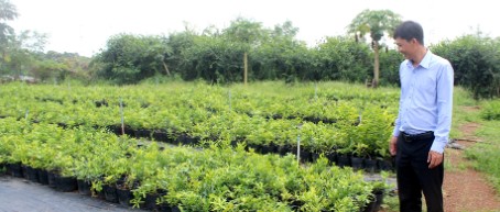 Anh nông dân kiếm 5 tỷ đồng nhờ bẻ lái trồng thứ cây độc lạ quý như vàng-2