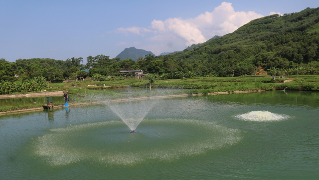 Bỏ phố về quê nuôi con vật to bự hiền như đất, anh nông dân thu về 4 tỷ đồng-2