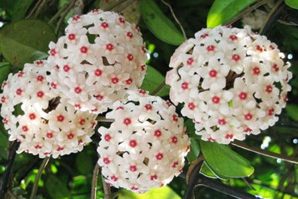 Trồng những cây này, nếu ra hoa là tài lộc ùn ùn kéo đến-6