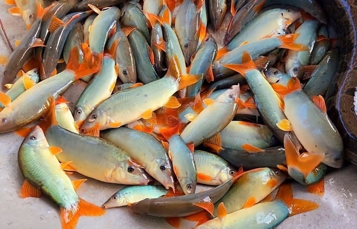 Cách làm món cá heo kho lạt ngon khó cưỡng-1