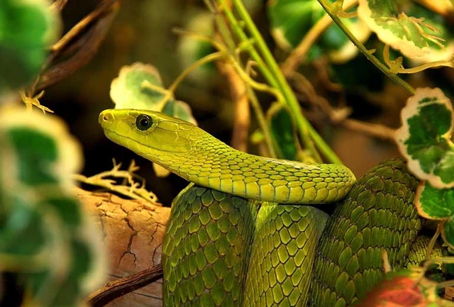 3 con giáp chỉ coi trọng cảm xúc của bản thân, không quan tâm đến người khác nghĩ gì-2