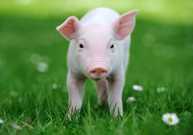 3 con giáp chỉ coi trọng cảm xúc của bản thân, không quan tâm đến người khác nghĩ gì-3