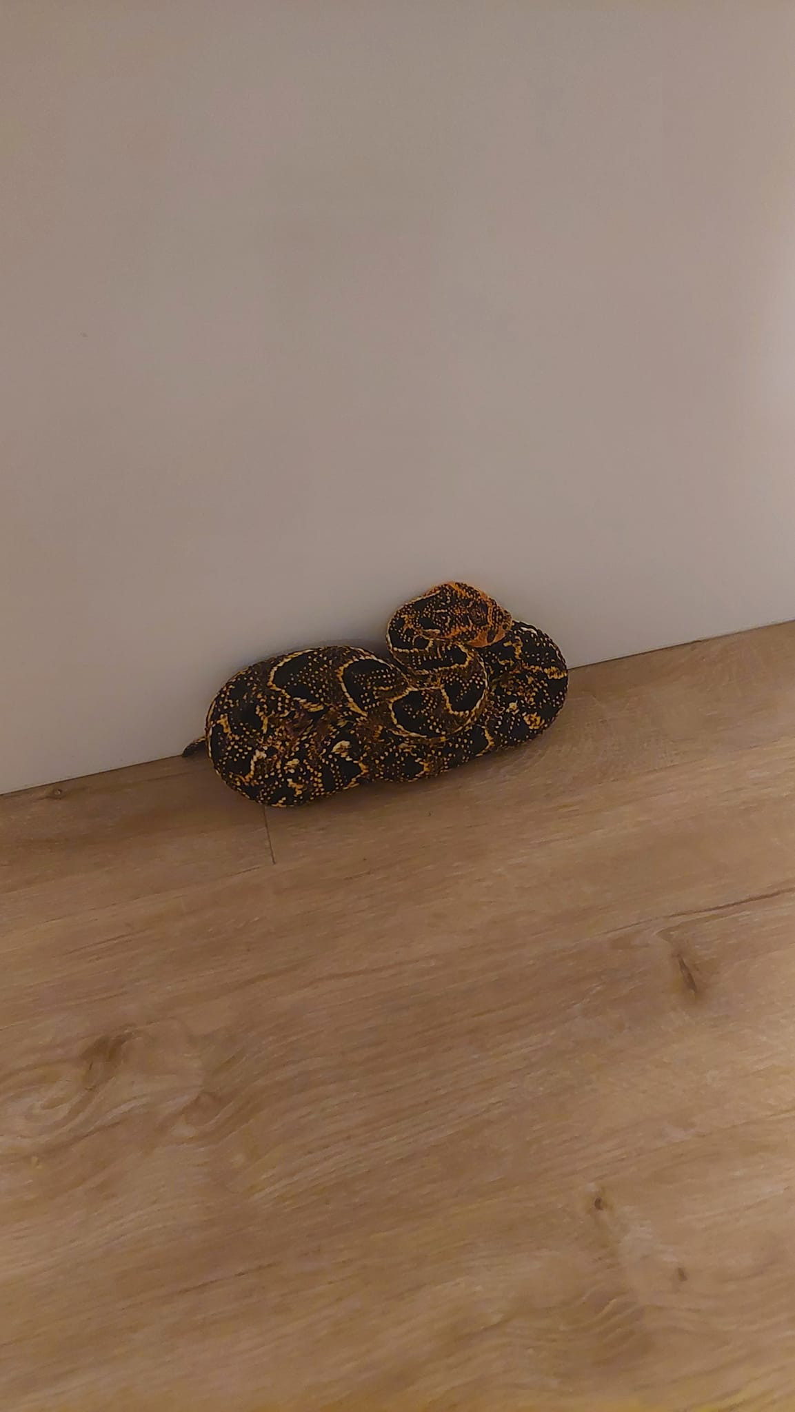 Tưởng khăn quàng bị rơi, người phụ nữ chết lặng khi biết sự thật-2