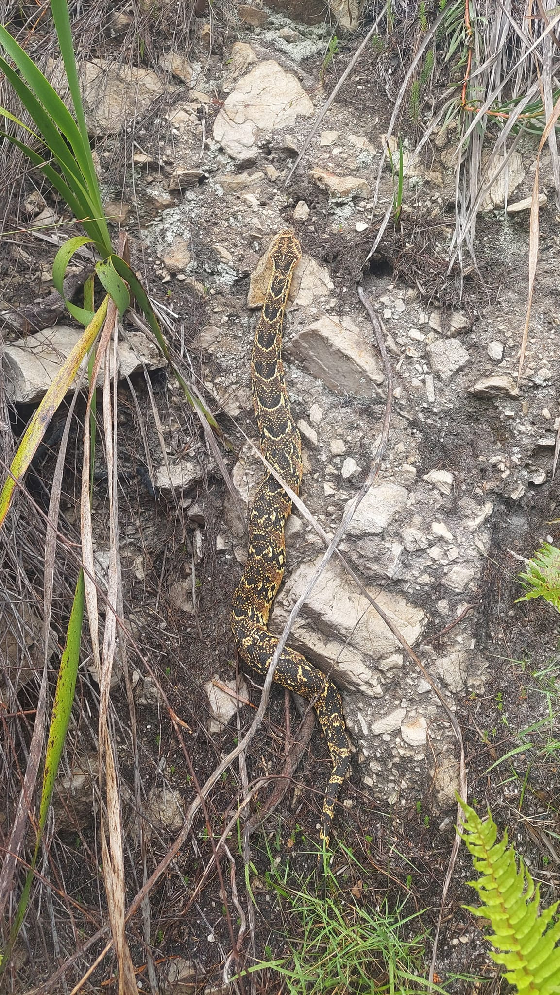 Tưởng khăn quàng bị rơi, người phụ nữ chết lặng khi biết sự thật-3