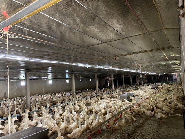 Mạnh dạn đầu tư nuôi con dân nhậu thích mê, anh nông dân nhẹ nhàng lãi 600 triệu đồng-1