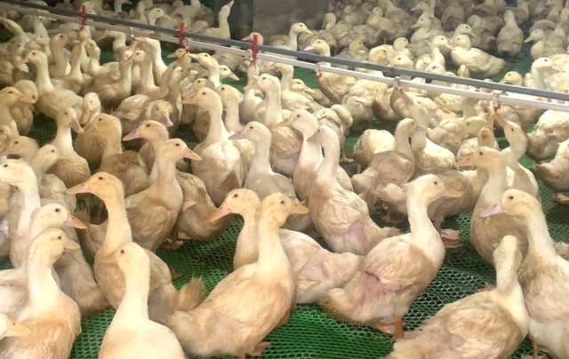 Mạnh dạn đầu tư nuôi con dân nhậu thích mê, anh nông dân nhẹ nhàng lãi 600 triệu đồng-2