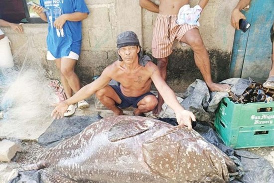 Ngư dân câu được con cá mú khổng lồ nặng 136 kg trên biển