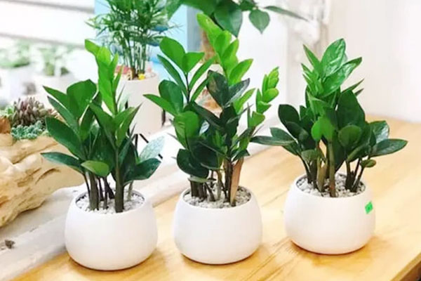 Một số loài hoa tuyệt đẹp hay được cắm chơi nhưng chứa chất kịch độc, thậm chí chết người-6