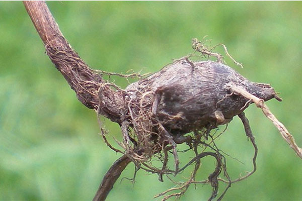 Cãi vợ nuôi đặc sản dân nhậu thích mê, anh nông dân kiếm hàng tỷ đồng mỗi năm-5