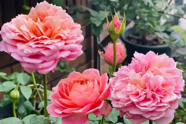 Cách trồng cây trà hoa vàng-3