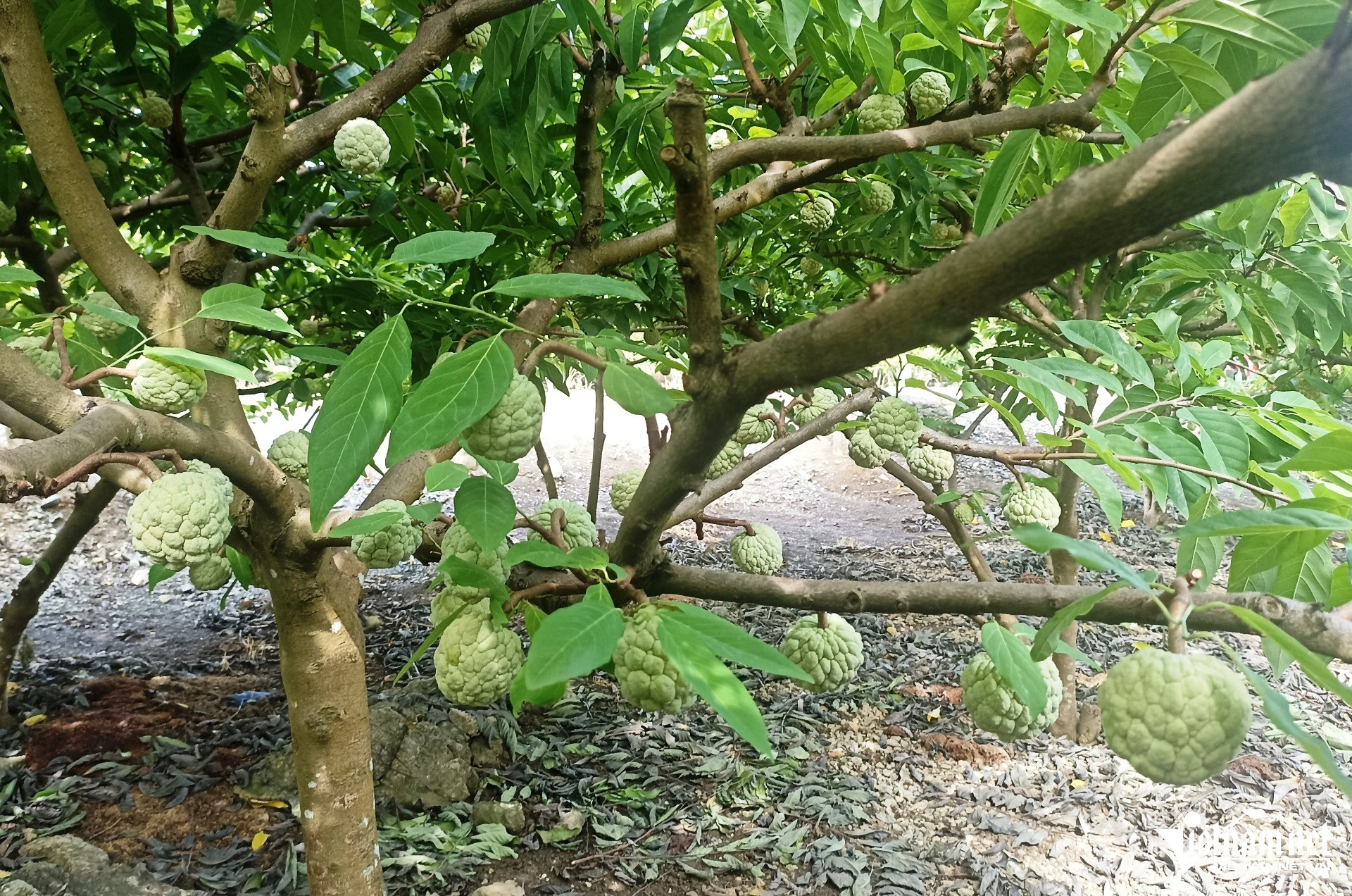 Lấy công làm lãi, nhiều hộ dân bỏ túi hàng trăm triệu nhờ trồng na trên đất đá-2