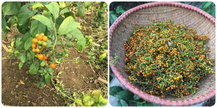 Quả xạ đen có tác dụng gì?-1