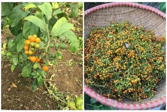 Quả xạ đen có tác dụng gì?