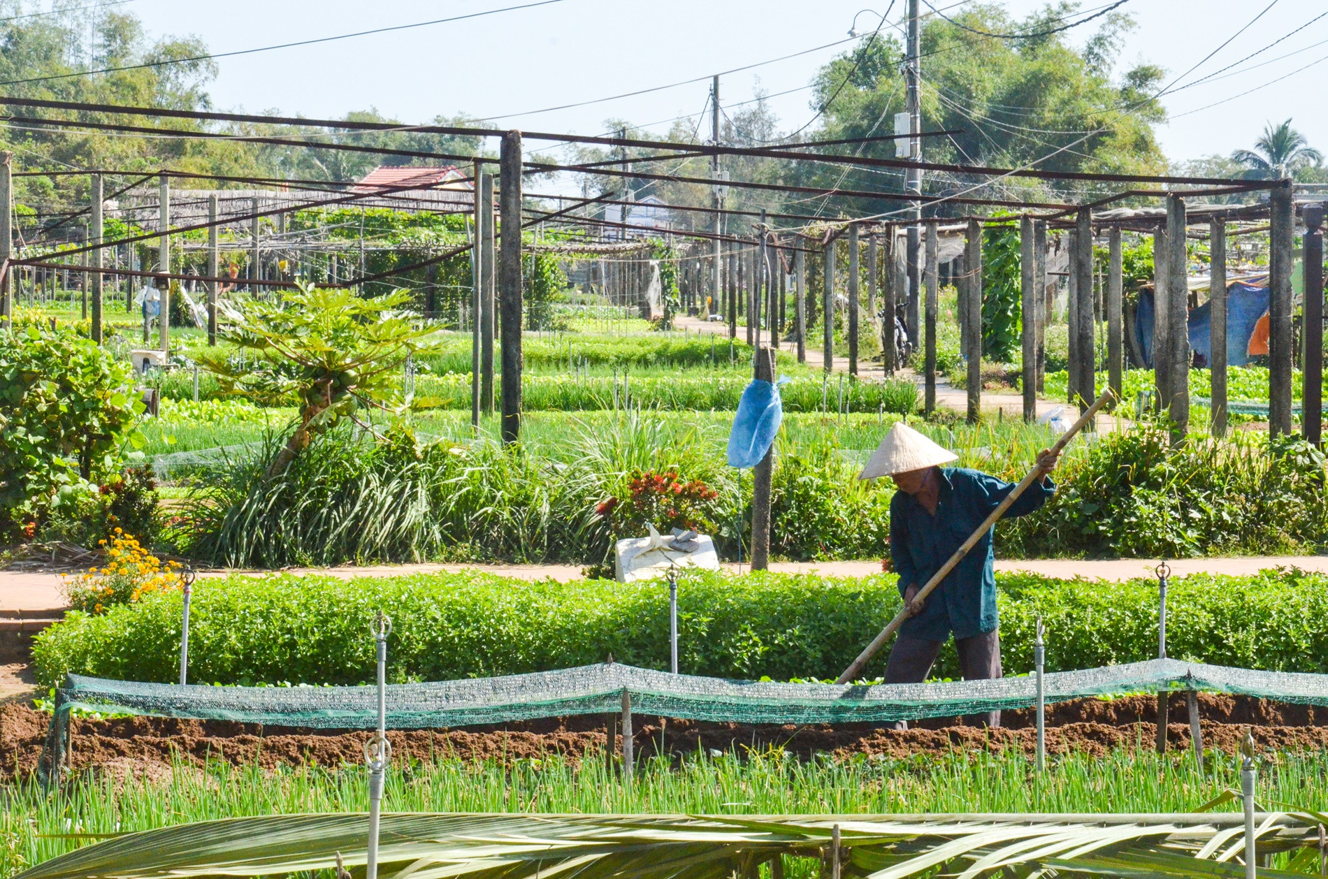 Khách Tây đến Hội An, hào hứng làm nông dân ở làng du lịch tốt nhất năm 2024-2