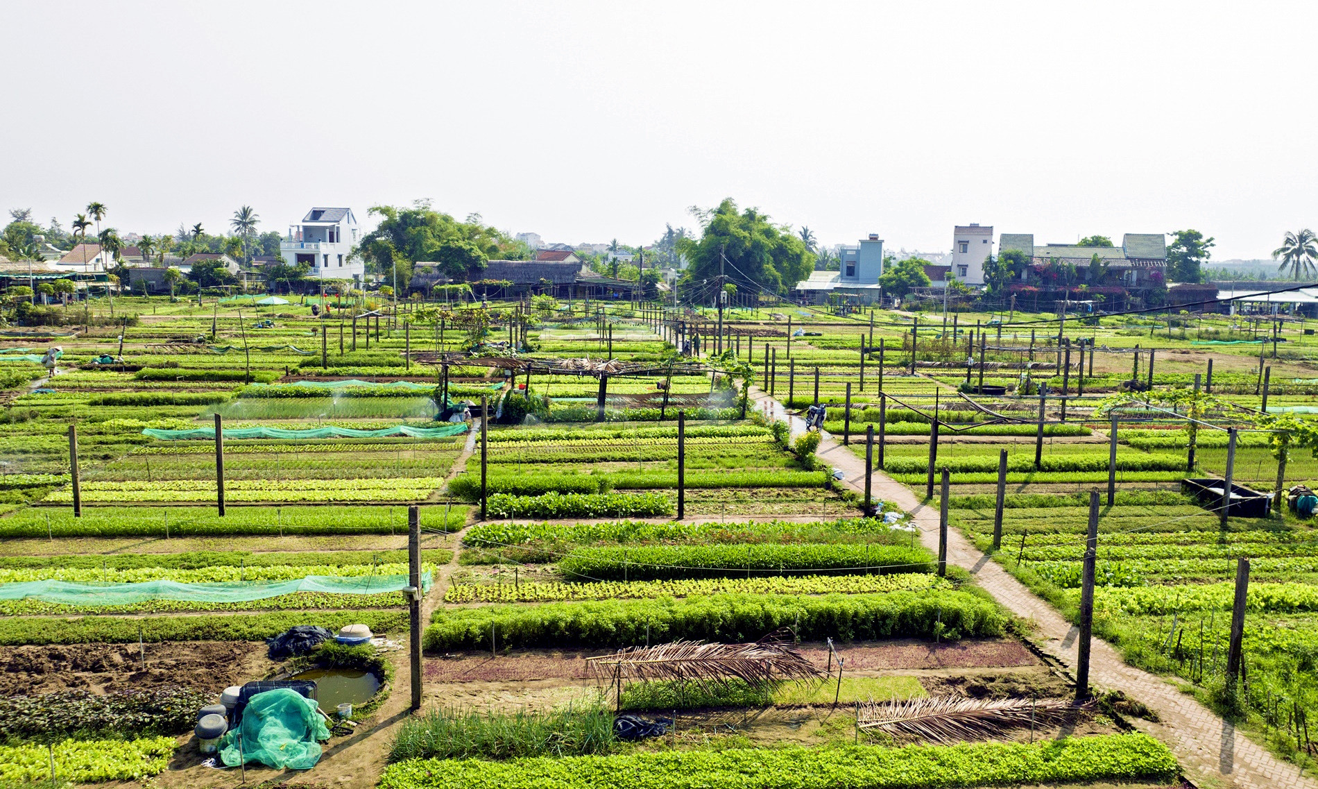 Khách Tây đến Hội An, hào hứng làm nông dân ở làng du lịch tốt nhất năm 2024-9