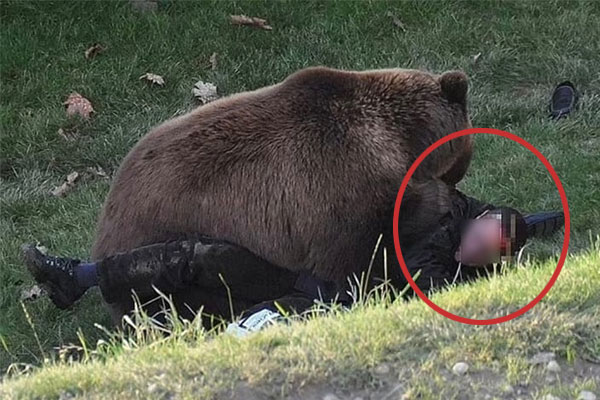 Bắn trọng thương chú gấu để giải cứu thanh niên nghịch dại nhảy vào chuồng thú-1