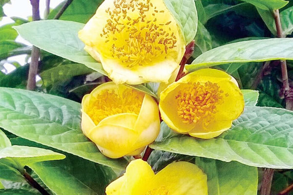 Những cây trồng trong phòng ngủ giúp thư giãn, ngủ ngon, khỏe mạnh hơn-7