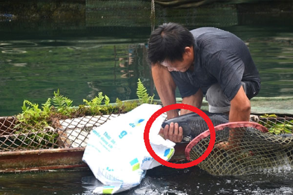 Bỏ phố về quê trồng thứ cây siêu sạch, anh nông dân thu lãi 8 tỷ đồng-4