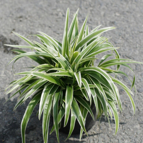 Những cây trồng trong phòng ngủ giúp thư giãn, ngủ ngon, khỏe mạnh hơn-1