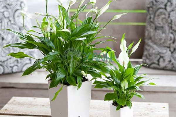 2 loại cây tuyệt đối không trồng trong phòng ngủ nếu không muốn rước họa vào thân-3