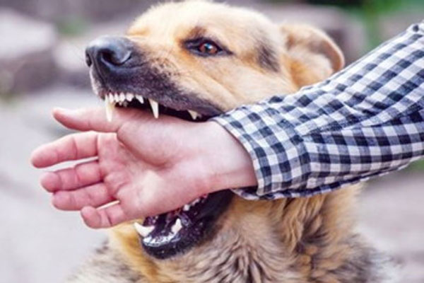 Người phụ nữ tử vong sau 6 tháng bị mèo cào vào chân-1