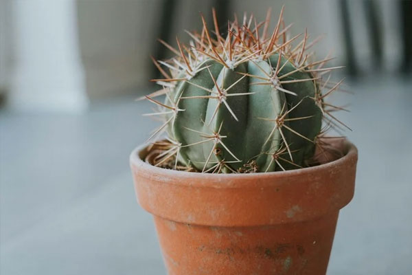 Những người tuổi này chỉ cần trồng cây khế cũng đủ nâng cao vận khí, hút tài lộc-4