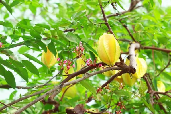 Những người tuổi này chỉ cần trồng cây khế cũng đủ nâng cao vận khí, hút tài lộc-2