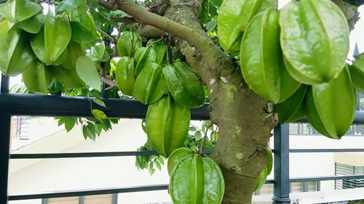 Những người tuổi này chỉ cần trồng cây khế cũng đủ nâng cao vận khí, hút tài lộc-3