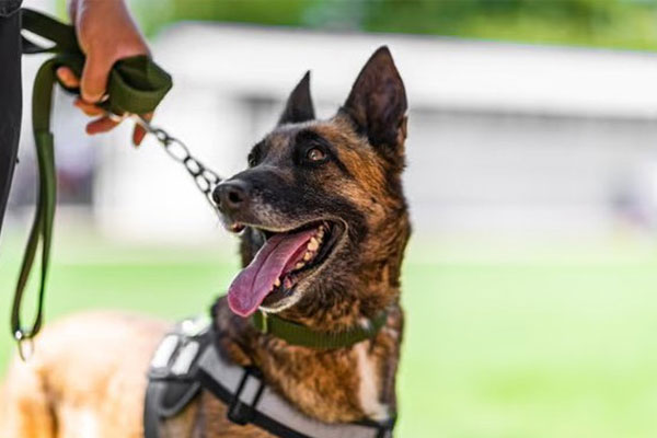 Kinh hoàng chủ bị 3 con chó cắn thiệt mạng, người đi đường cố giúp nhưng không được-2