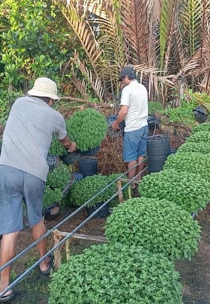 Nông dân Bến Tre nhổ bỏ hàng nghìn chậu cúc mâm xôi trồng để bán Tết-3